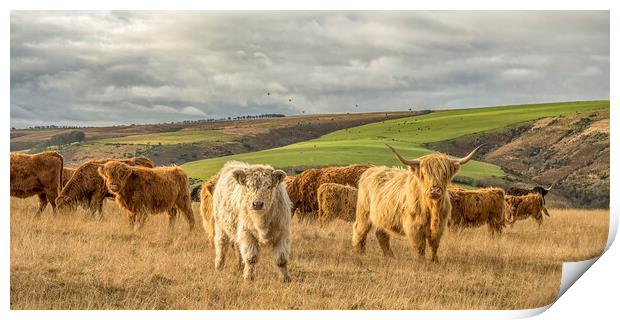 Highland Cattle, Exmoor Print by Shaun Davey