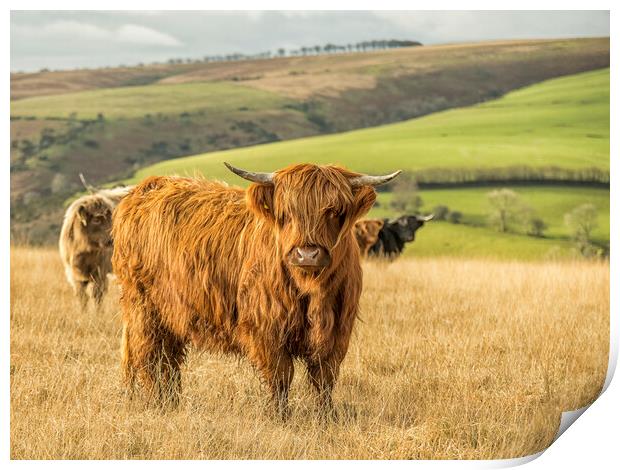 Highland Cattle, Exmoor Print by Shaun Davey
