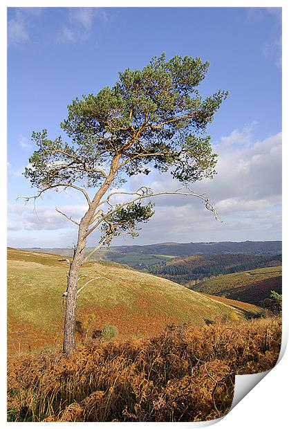 Scots pine  Print by Thomas Dobner