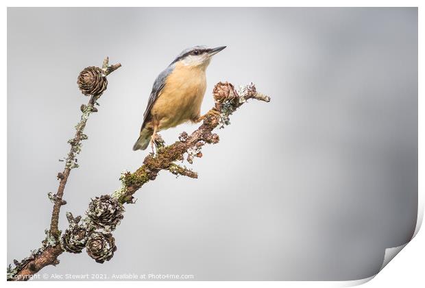 Nuthatch Print by Alec Stewart