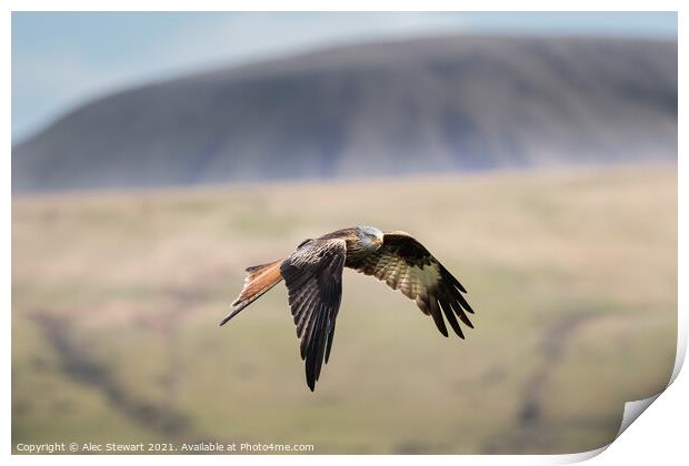 Red Kite in the Beacons Print by Alec Stewart