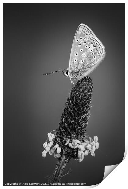 Common Blue Butterfly in Black and White Print by Alec Stewart
