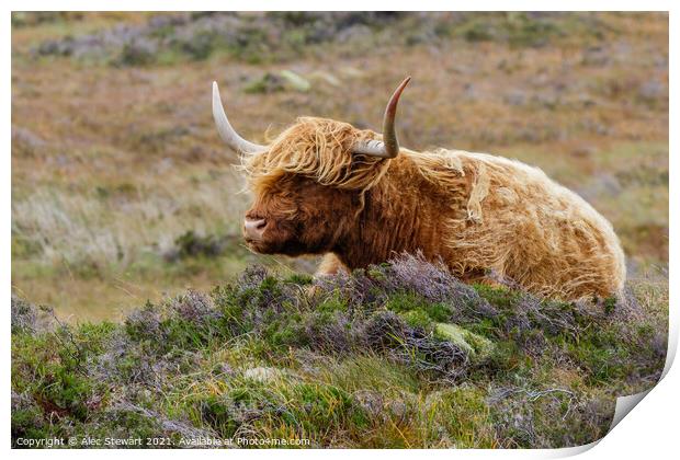 Highland Cow Print by Alec Stewart
