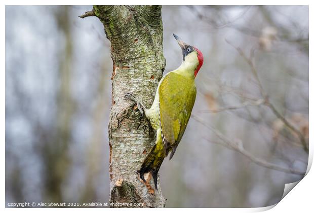 Green Woodpecker Print by Alec Stewart