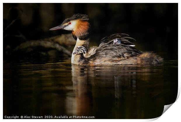 Great Crested Grebe Print by Alec Stewart