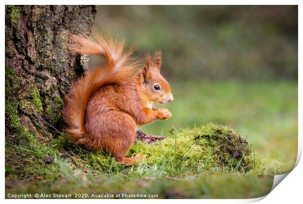Red Squirrel Print by Alec Stewart
