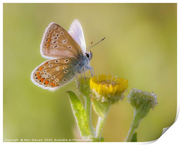 Common Blue Butterfly  Print by Alec Stewart