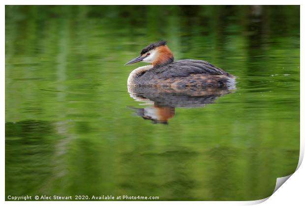 Great Crested Grebe Print by Alec Stewart