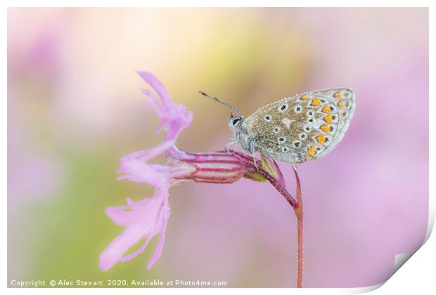 Common Blue Butterfly on Ragged Robin Print by Alec Stewart