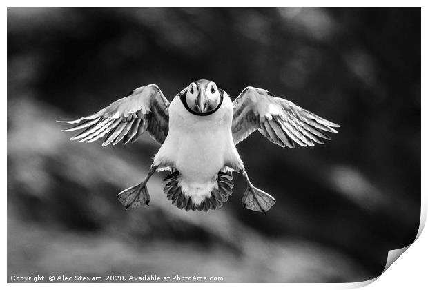 Puffin Coming In To Land Print by Alec Stewart