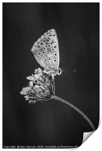  Chalkhill Blue Butterfly Print by Alec Stewart