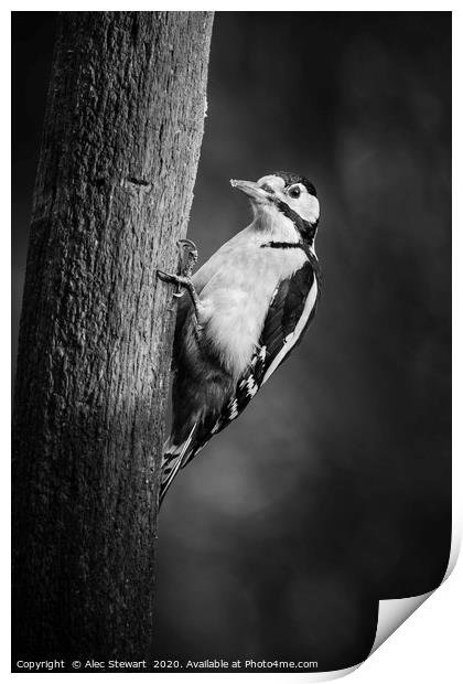 Great spotted woodpecker in Mono Print by Alec Stewart