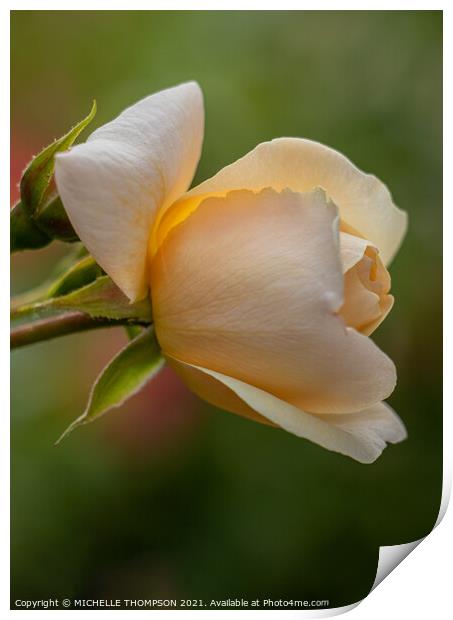 Yellow rose Print by MICHELLE THOMPSON