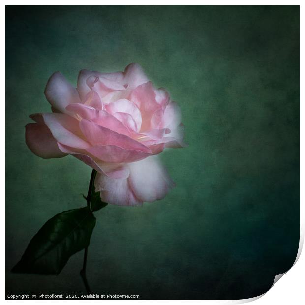 Pink Rose Print by  Photofloret