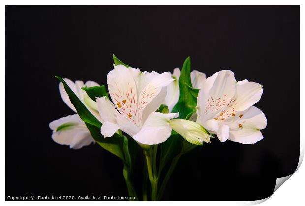 Alstroemeria White on Black Print by  Photofloret