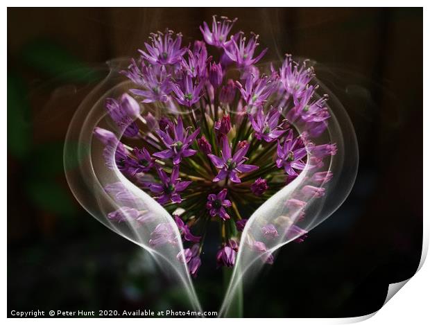 Alium flower Print by Peter Hunt