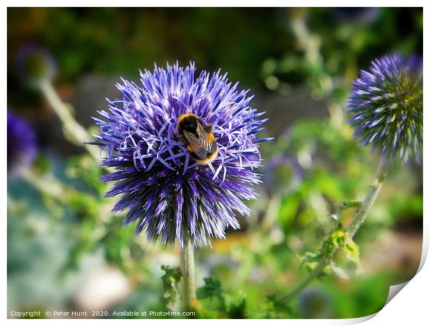 Bee on summer flower Print by Peter Hunt