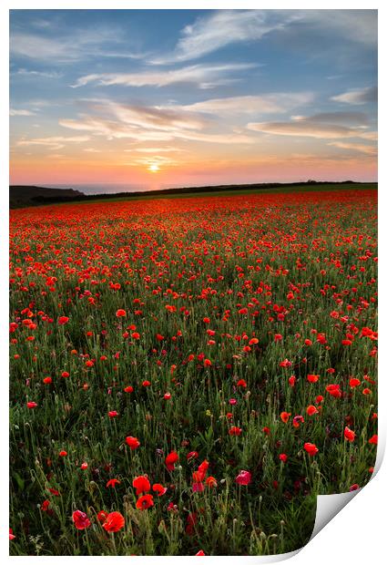 Sunset over Poppies, West Pentire, Cornwall Print by Mick Blakey