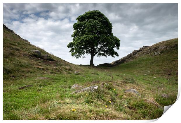 Sycamore Gap Print by Mark Jones