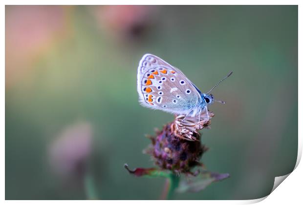 Common Blue Butterfly Print by Mark Jones