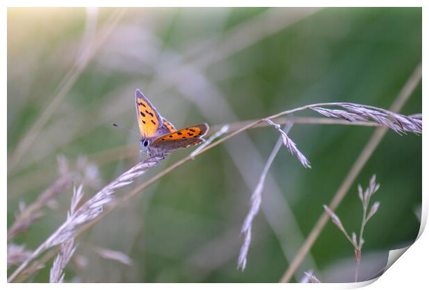 Small Copper Butterfly Print by Mark Jones
