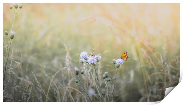 Gatekeeper Butterfly in a Meadow Print by Mark Jones