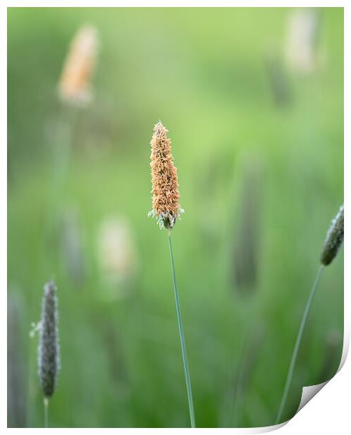 Meadow Foxtail, Spring Print by Mark Jones