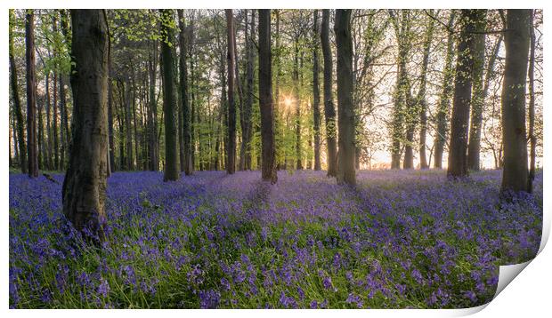 Bluebell Wood in Sunlight Print by Mark Jones