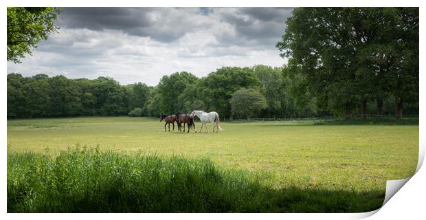 Horses in a Green Field, West Sussex Print by Mark Jones
