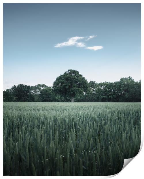 Tree in Field Print by Mark Jones