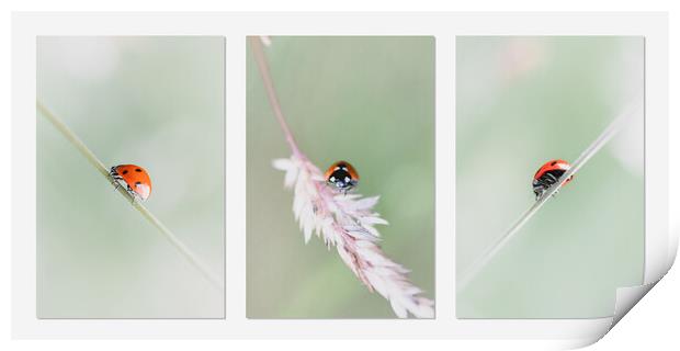 Ladybird Travels Print by Mark Jones