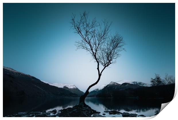Lonely Tree Print by Mark Jones