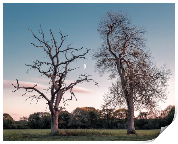 Two Trees in a Field, with Moon Print by Mark Jones