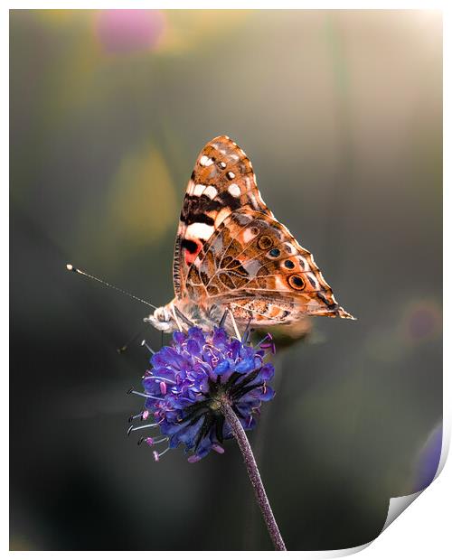 Painted Lady Print by Mark Jones