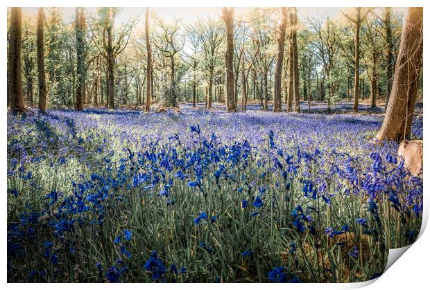 Bluebell Fantasia Print by Mark Jones