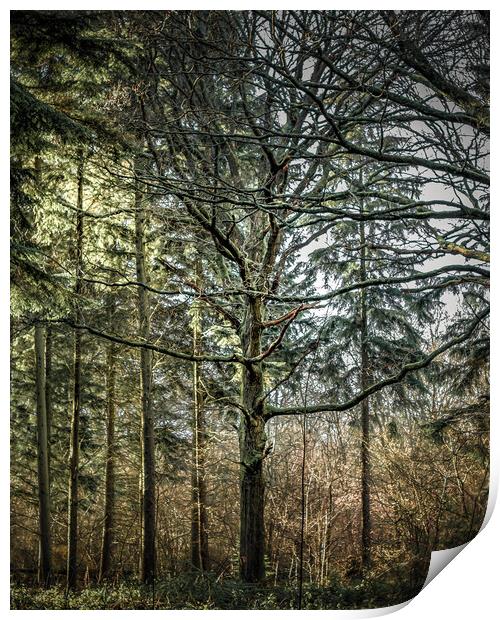 A Tree Among Trees Print by Mark Jones
