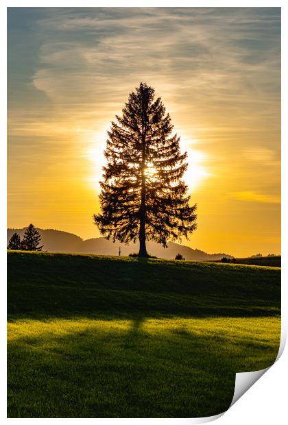 Wonderful fir tree at sunset Print by Erik Lattwein
