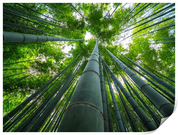 Tall Bamboo trees in an Japanese Forest Print by Erik Lattwein