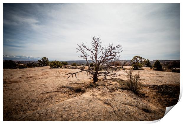 Amazing landscape and vegetation in the desert of  Print by Erik Lattwein
