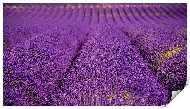 The violet lavender fields of Valensole Provence i Print by Erik Lattwein