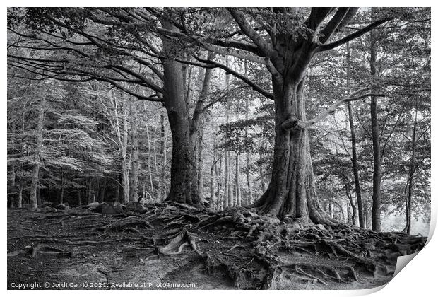 Roots of Montseny in B/W - C1509-2774-BW Print by Jordi Carrio