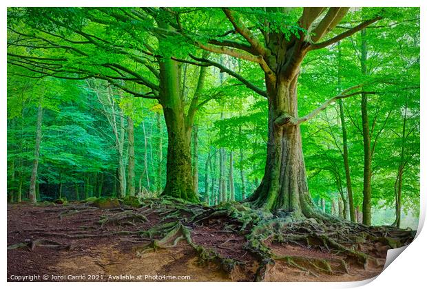 Mighty Beech Forest in Montseny - C1509-2774-GLA Print by Jordi Carrio