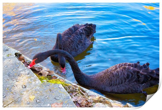 Two black swans eating in lake - Glamor Edition  Print by Jordi Carrio