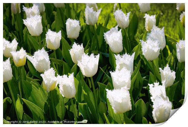 White Tulip Serenity - CR2305-9171-ORT Print by Jordi Carrio