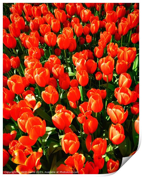 Crimson colored tulips - CR2305-9189-ORT.tif Print by Jordi Carrio