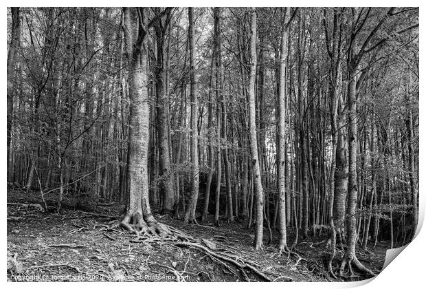 Montseny natural park - Catalonia Print by Jordi Carrio