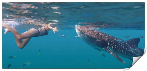 Young woman swiming with whale shark Print by Svetlana Radayeva
