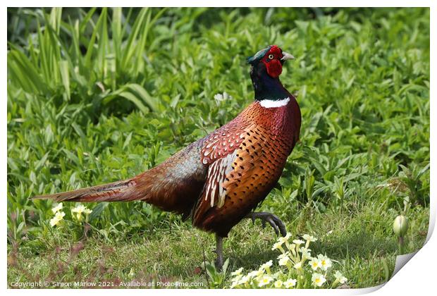 Majestic Pheasant in a Serene Garden Print by Simon Marlow