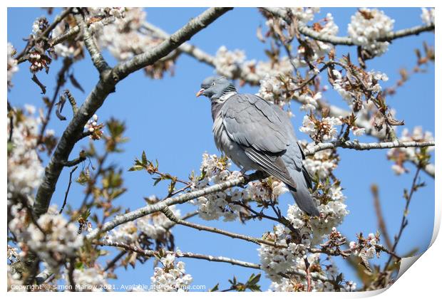Wood Pigeon in a Cherry Blossom tree Print by Simon Marlow