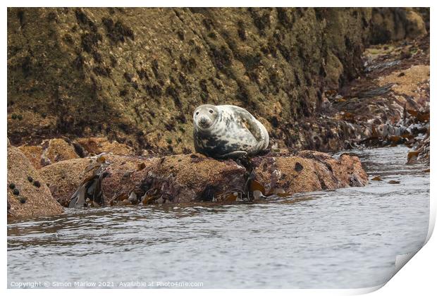 Serene Grey Seal Basking in the Isles of Scilly Su Print by Simon Marlow